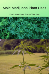 male-marijuana-plant-uses