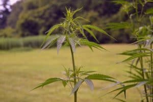 hemp-marijuana-plants