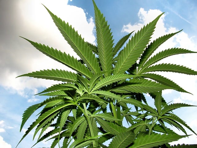 male-marijuana-plant-uses