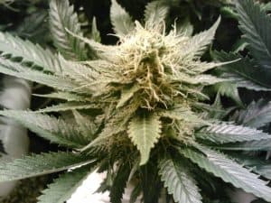 female marijuana plant