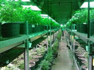 growing weed indoors with proper grow media