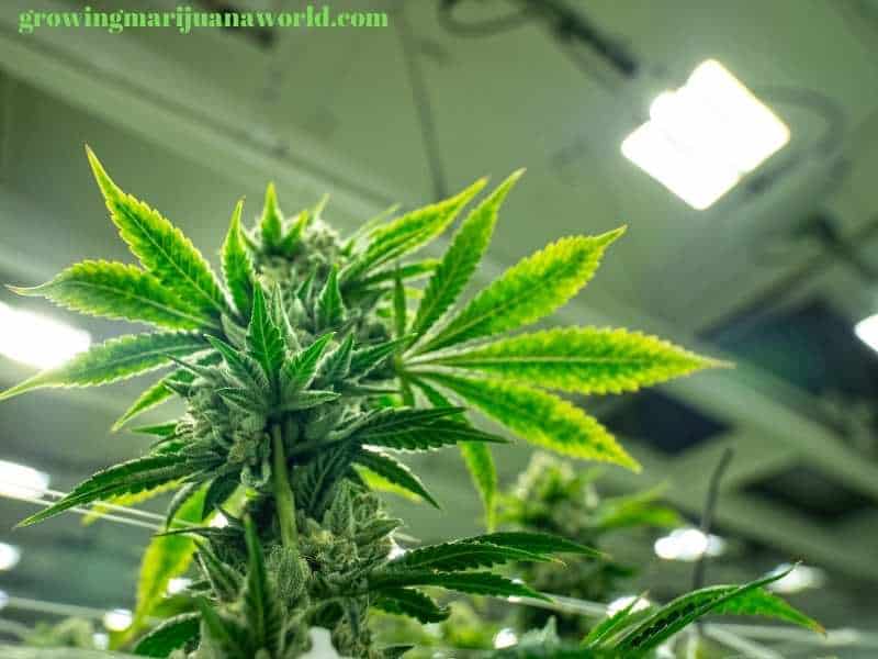 marijuana plants under grow lights