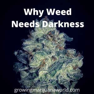 why marijuana needs darkness