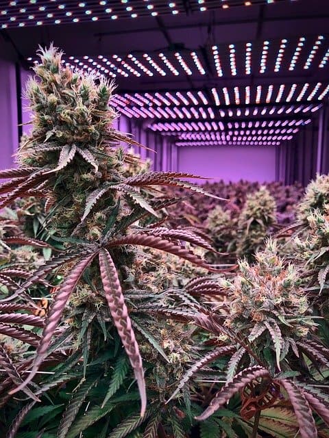 marijuana-grow-tent-led-light