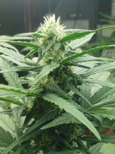 Can a Female Plant Turn Male? - Growing Marijuana World