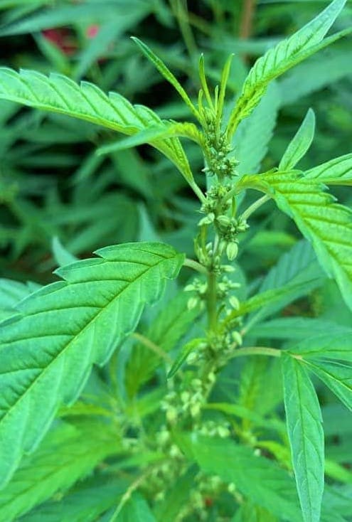 Can a Female Plant Turn Male? - Growing Marijuana World