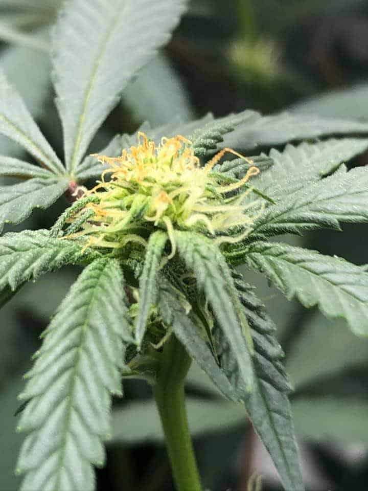 Can a Female Plant Turn Male? - Growing Marijuana World