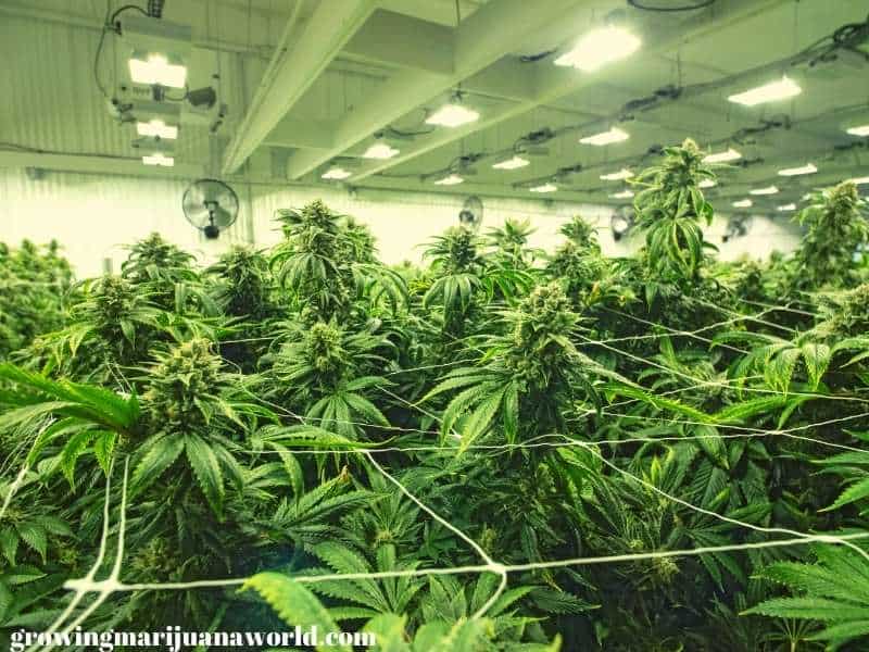 flowering-marijuana-grow-room