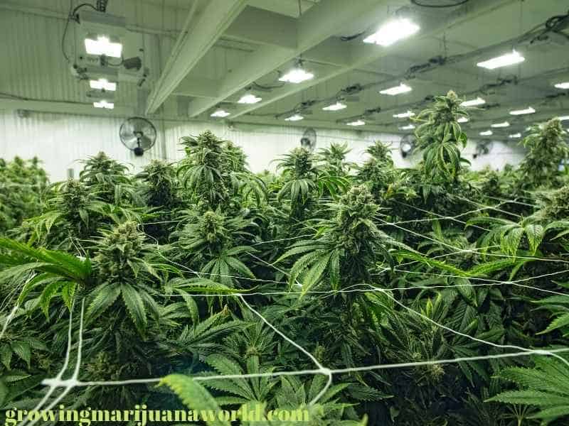 commercial marijuana grow