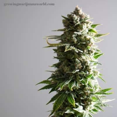 large marijuana bud