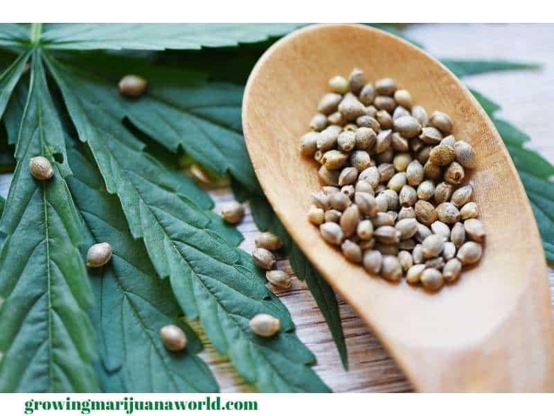 marijuana seeds