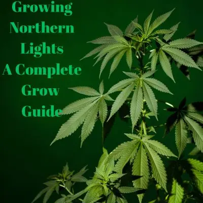 Growing Northern Lights, a Complete Grow Guide