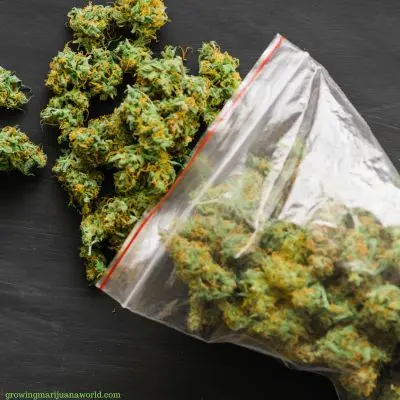Bag of marijuana buds