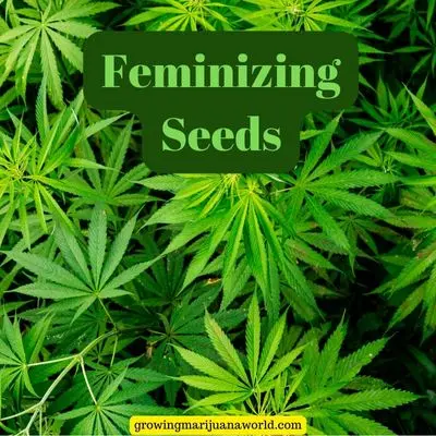 Feminizing Seeds