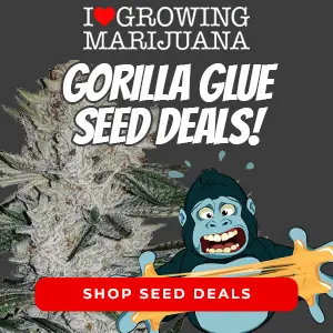 gorilla glue seeds banner