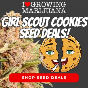 girl scout cookies marijuana seed banner
