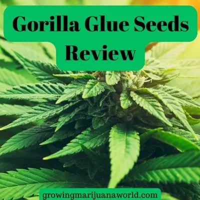Gorilla Glue Seeds Review