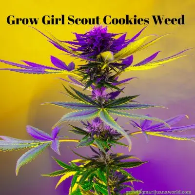 Girl Scout Cookies Weed
