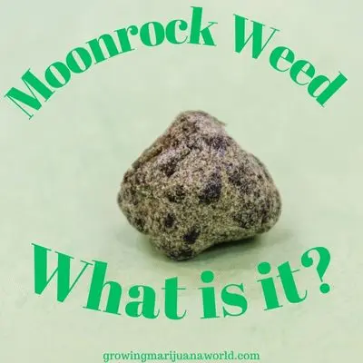Moonrock Weed Bud