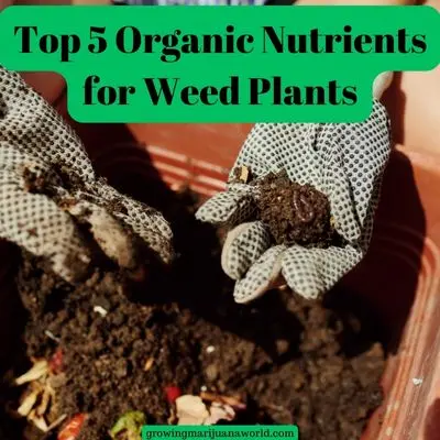 Top 5 Organic Nutrients for Weed Plants