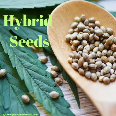 hybrid seeds