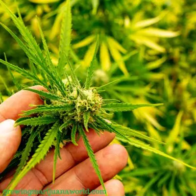 nitrogen toxicity in marijuana plants