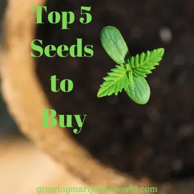 a marijuana seedling