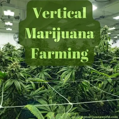 vertical marijuana farming