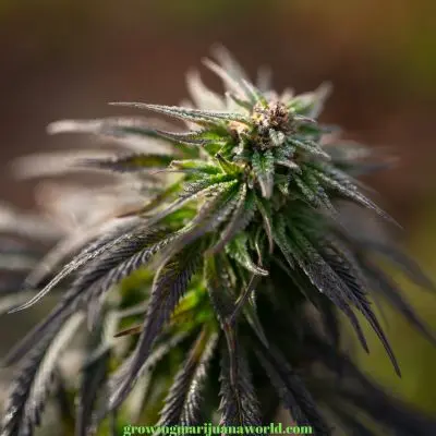 feminized seeds plant