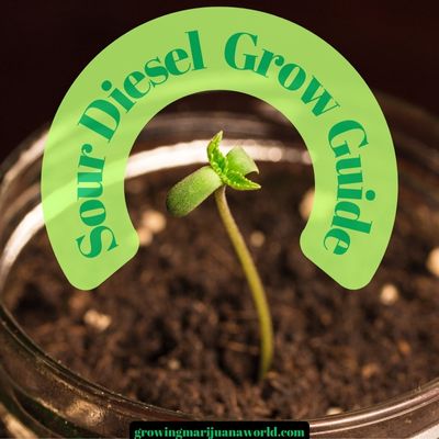 sour diesel grow guide