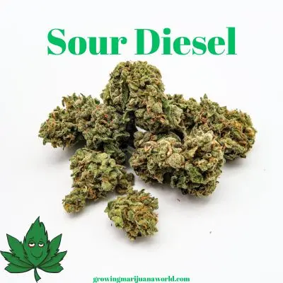 sour diesel