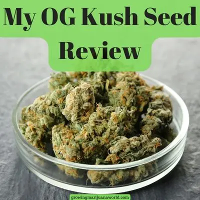 My OG Kush Seed Review